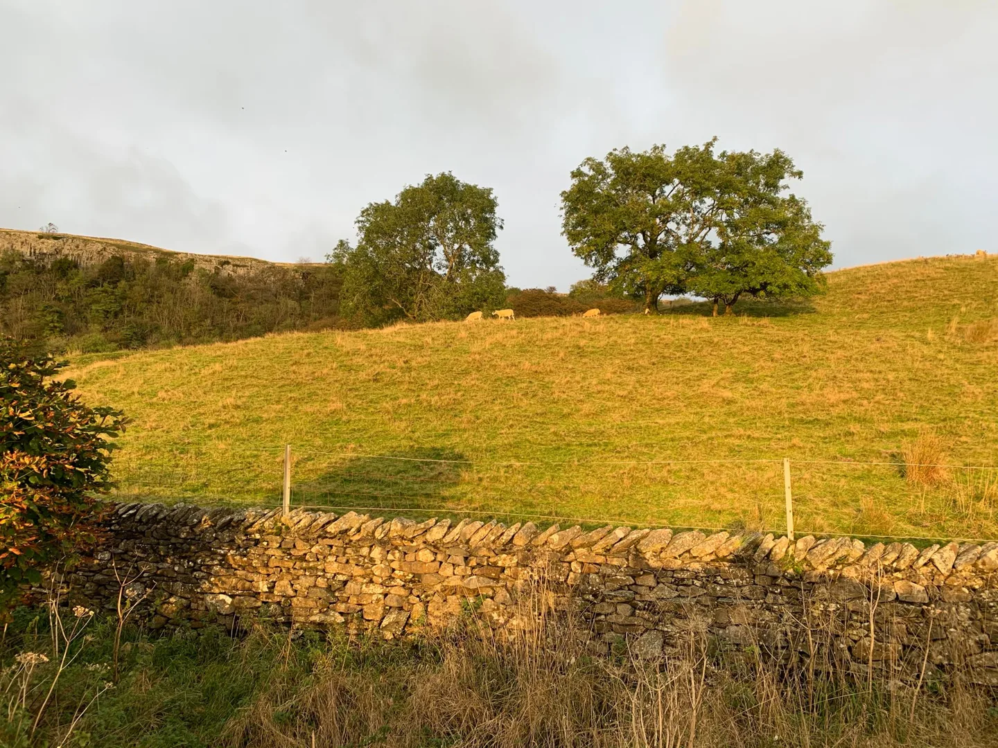 Trees and dry grass beside a stone wall