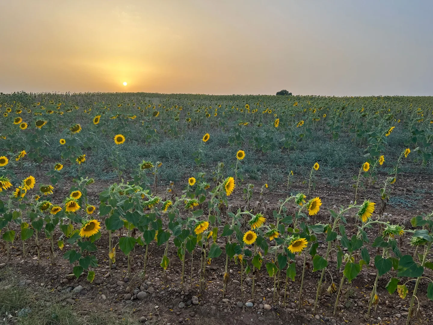 Sunflowers in a field at sunset