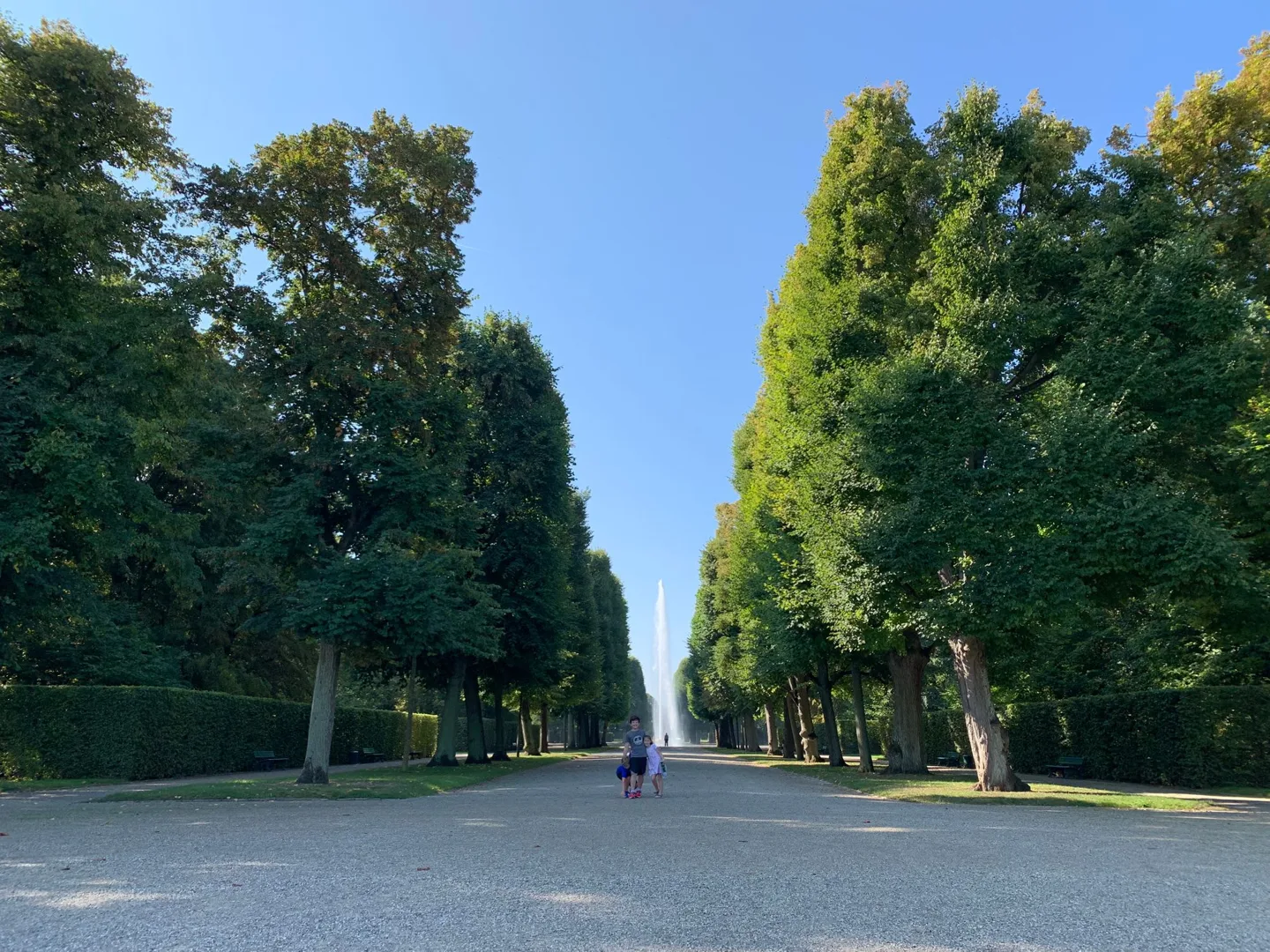 Long avenue lined with tall trees