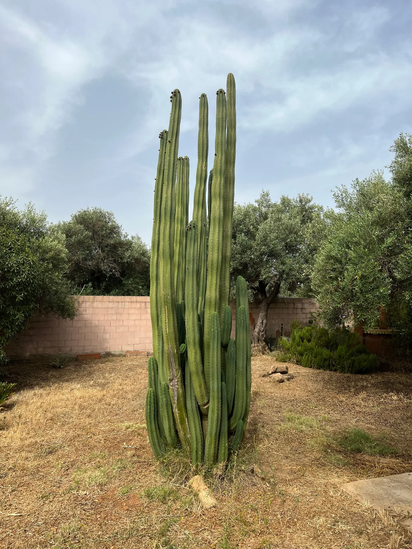 Tall cactus in a garden
