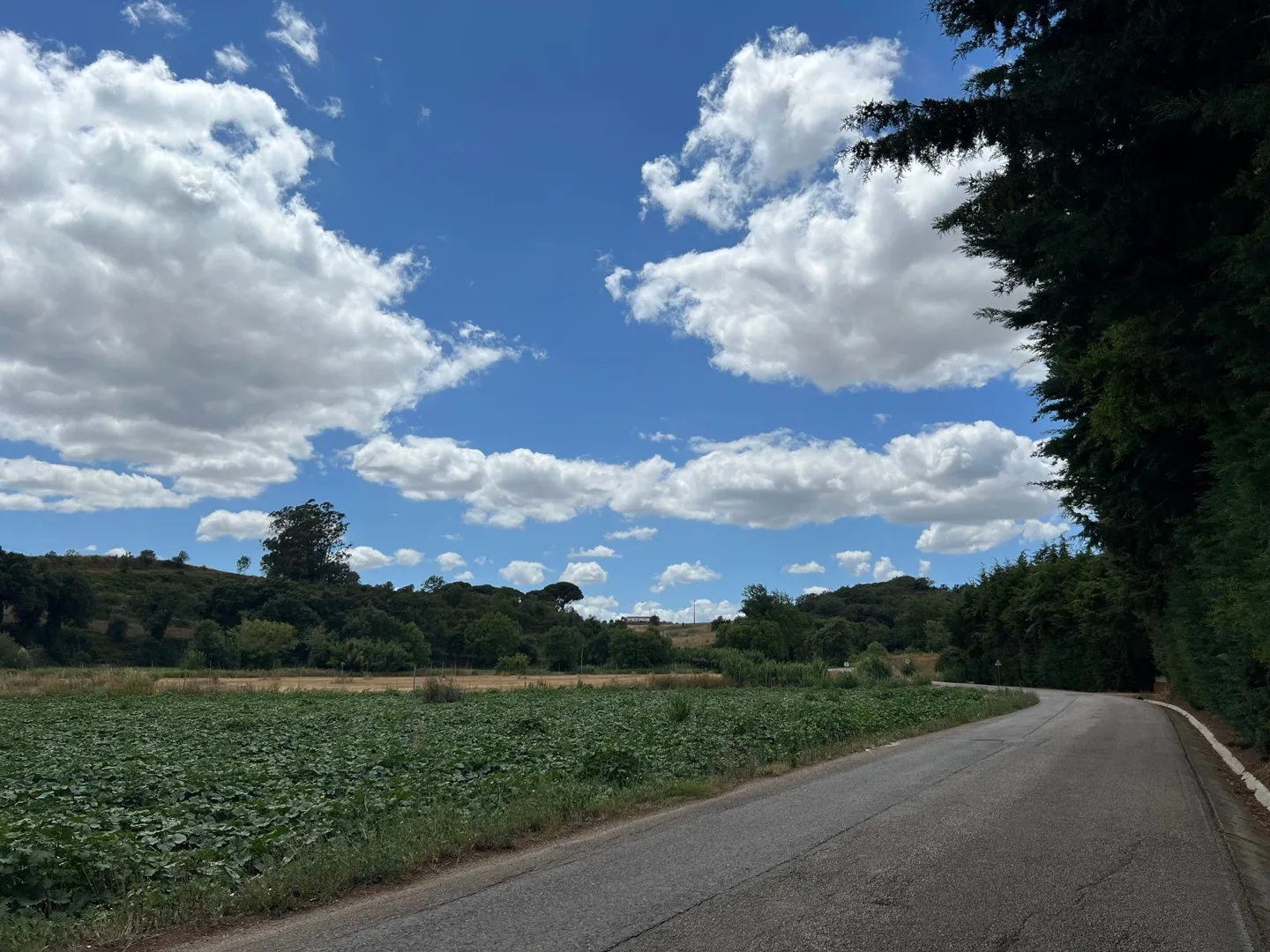 Quiet rural road beside fields