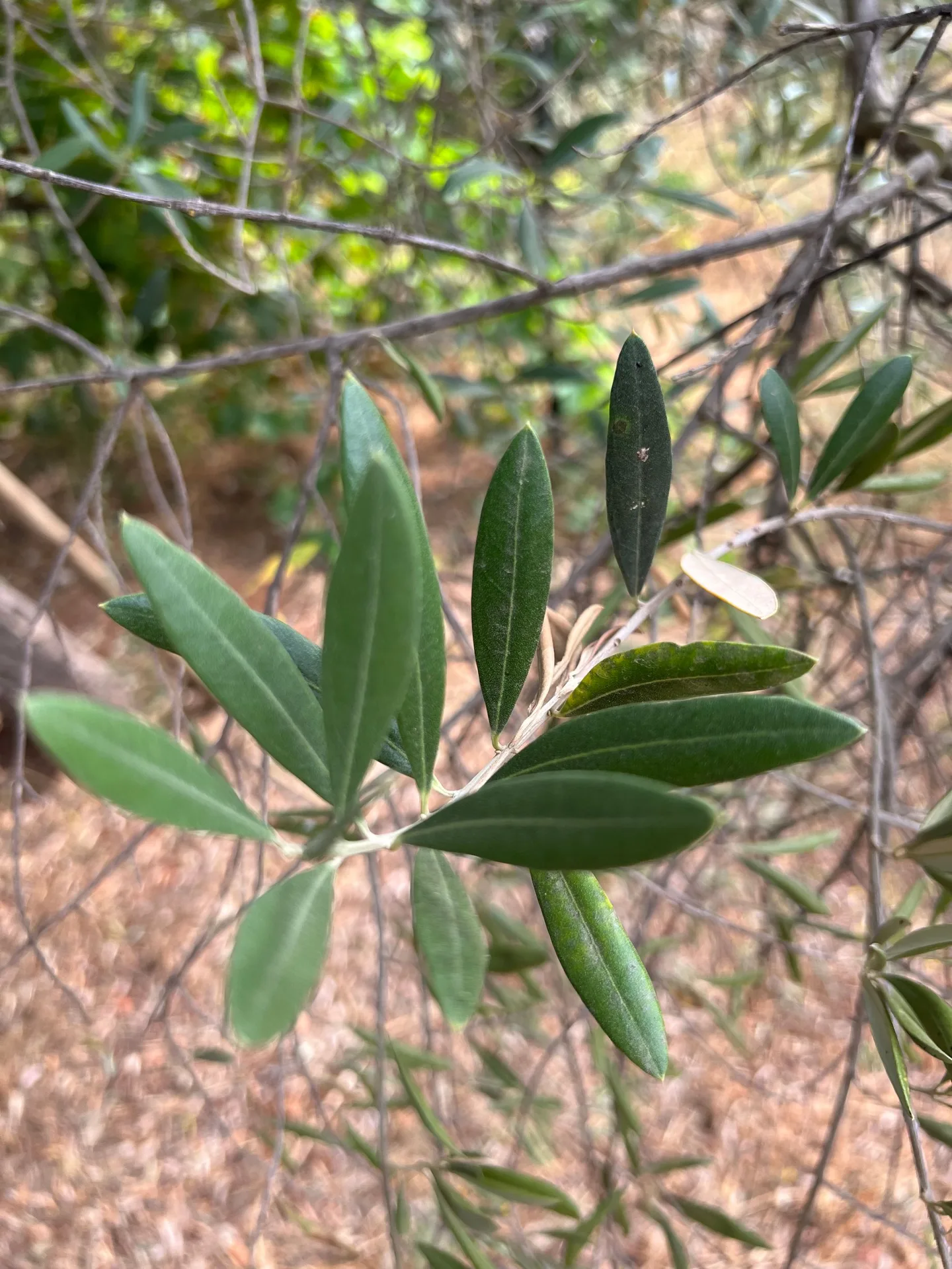 Leaves and fruit on an olive branch