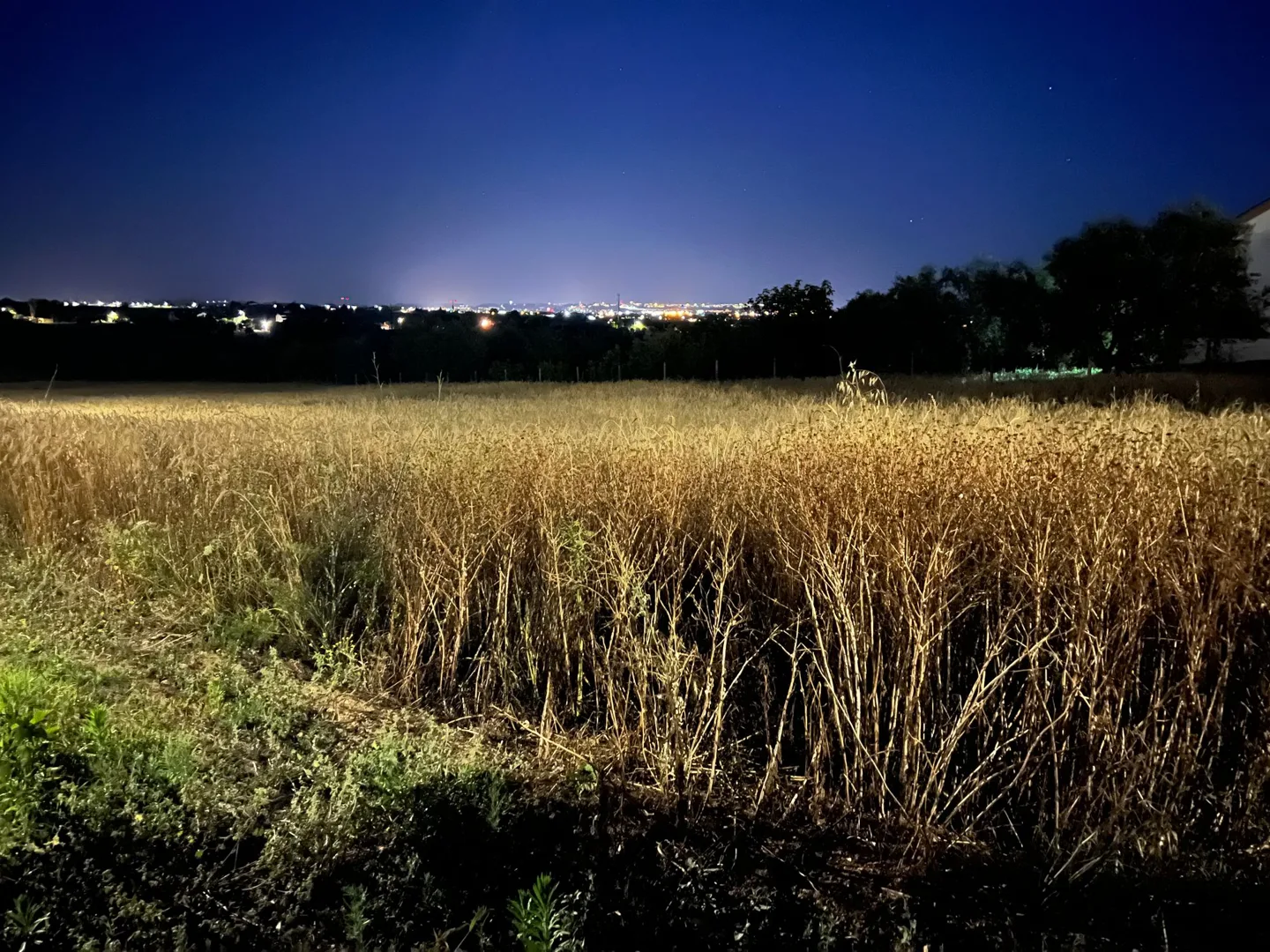 Fields beneath the evening sky