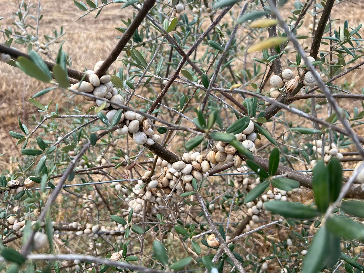 Snails clustered on thin plant stems