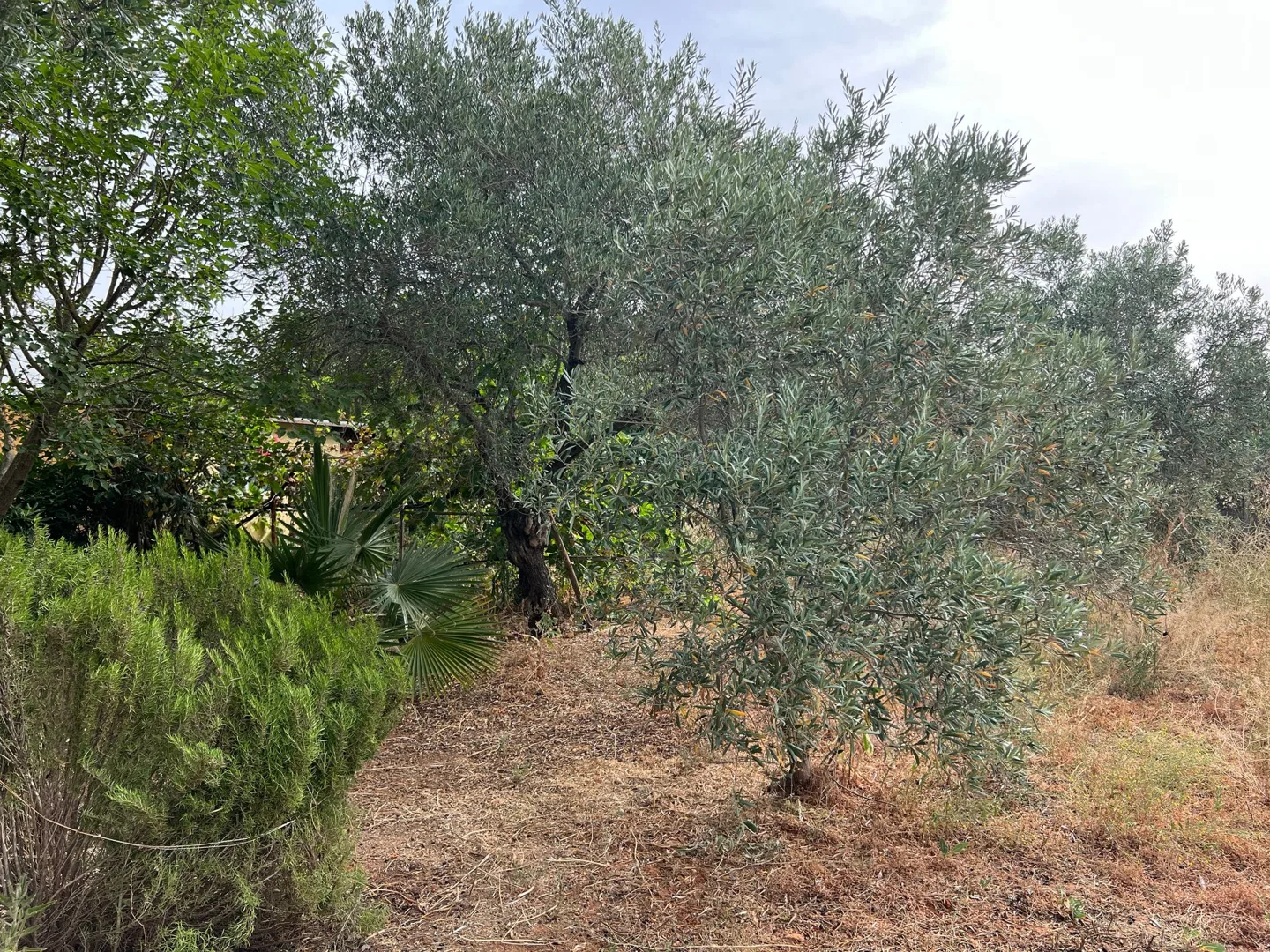 Olive tree beside garden paths