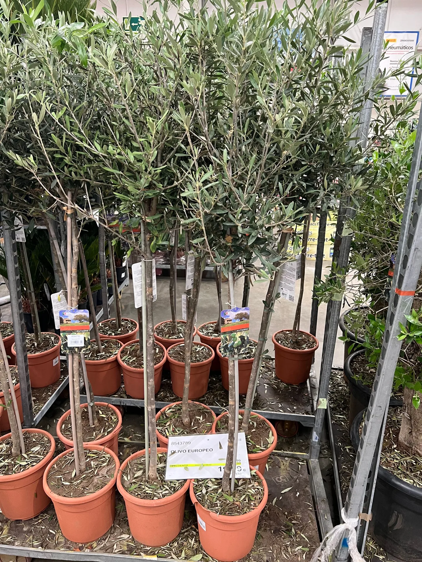 Rows of potted olive trees for sale