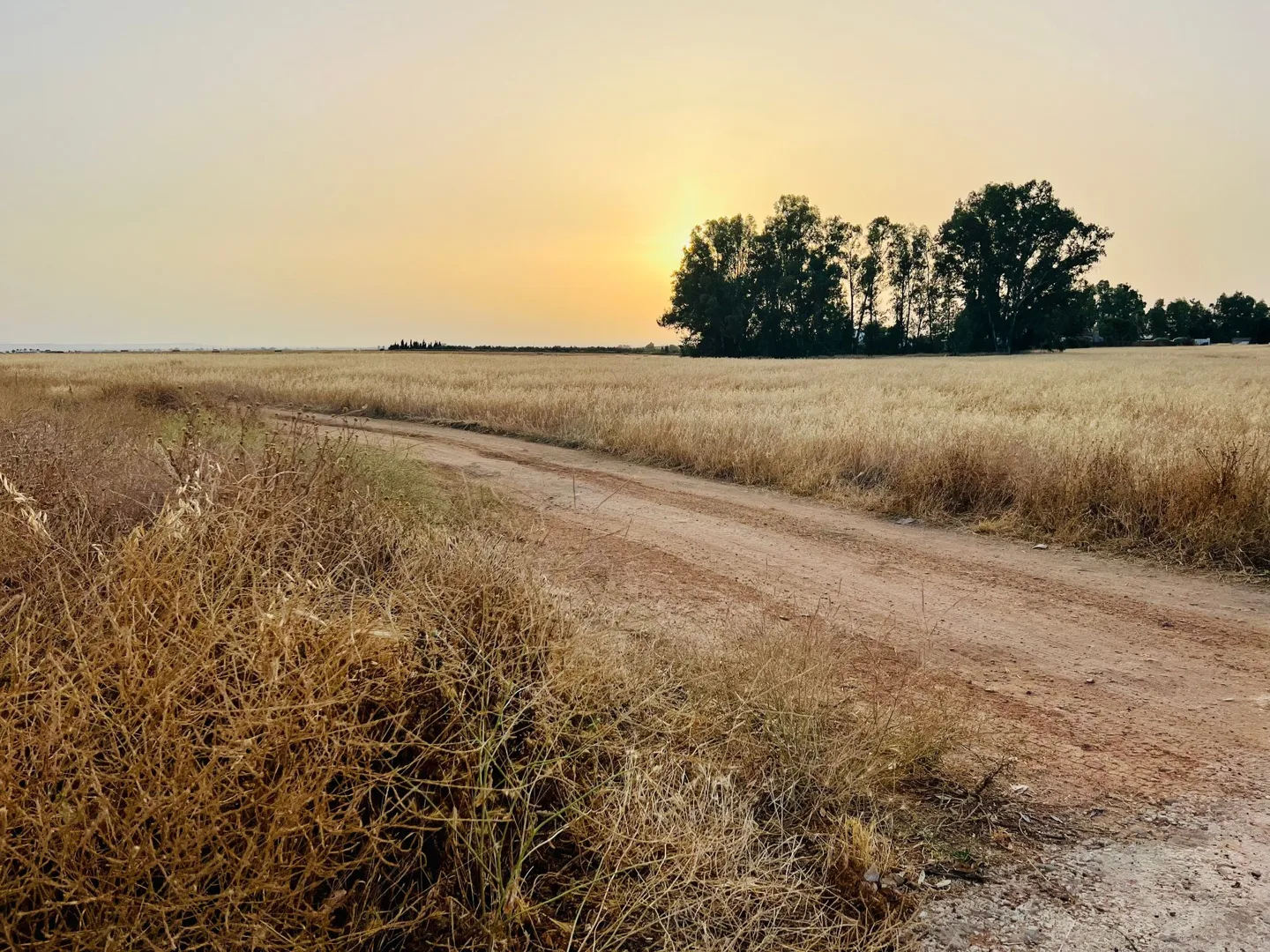 Dirt track between golden fields at sunset