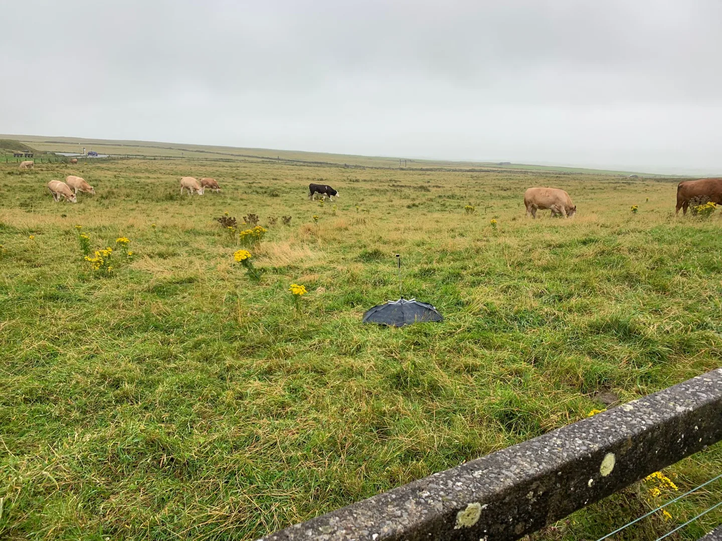 Cattle grazing in a field beside the cliffs
