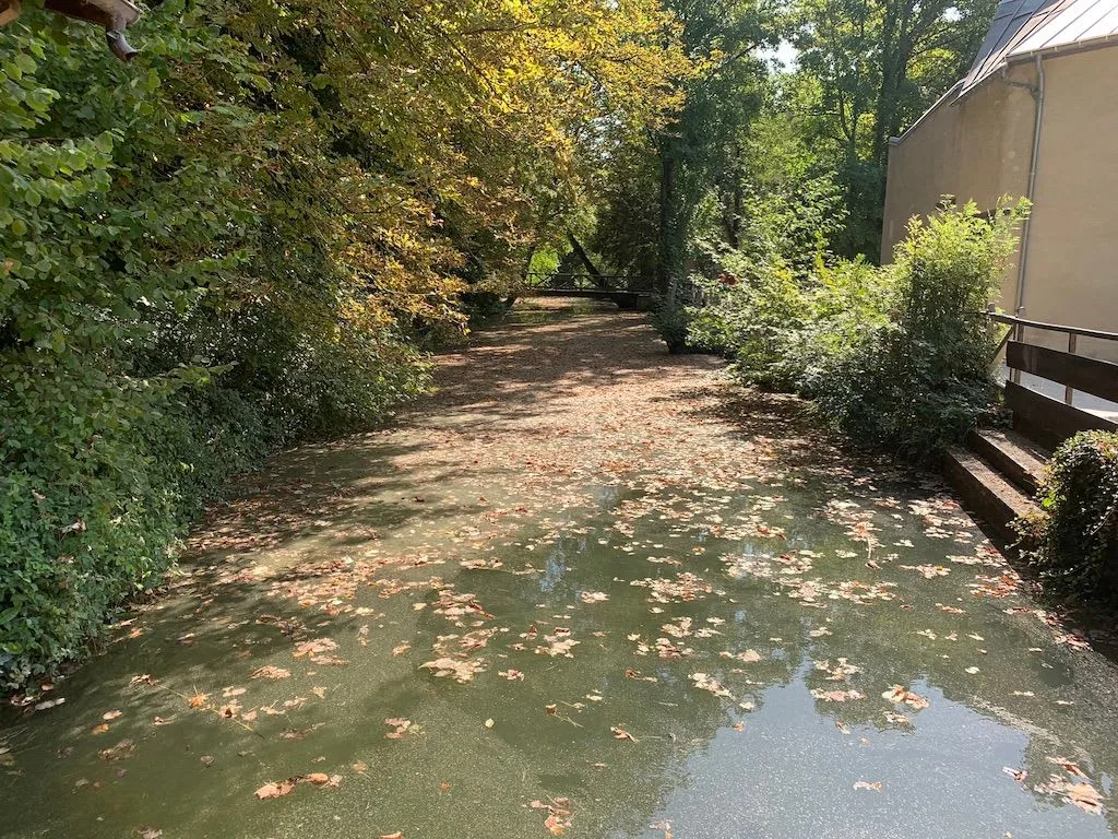 Shaded garden path beside water