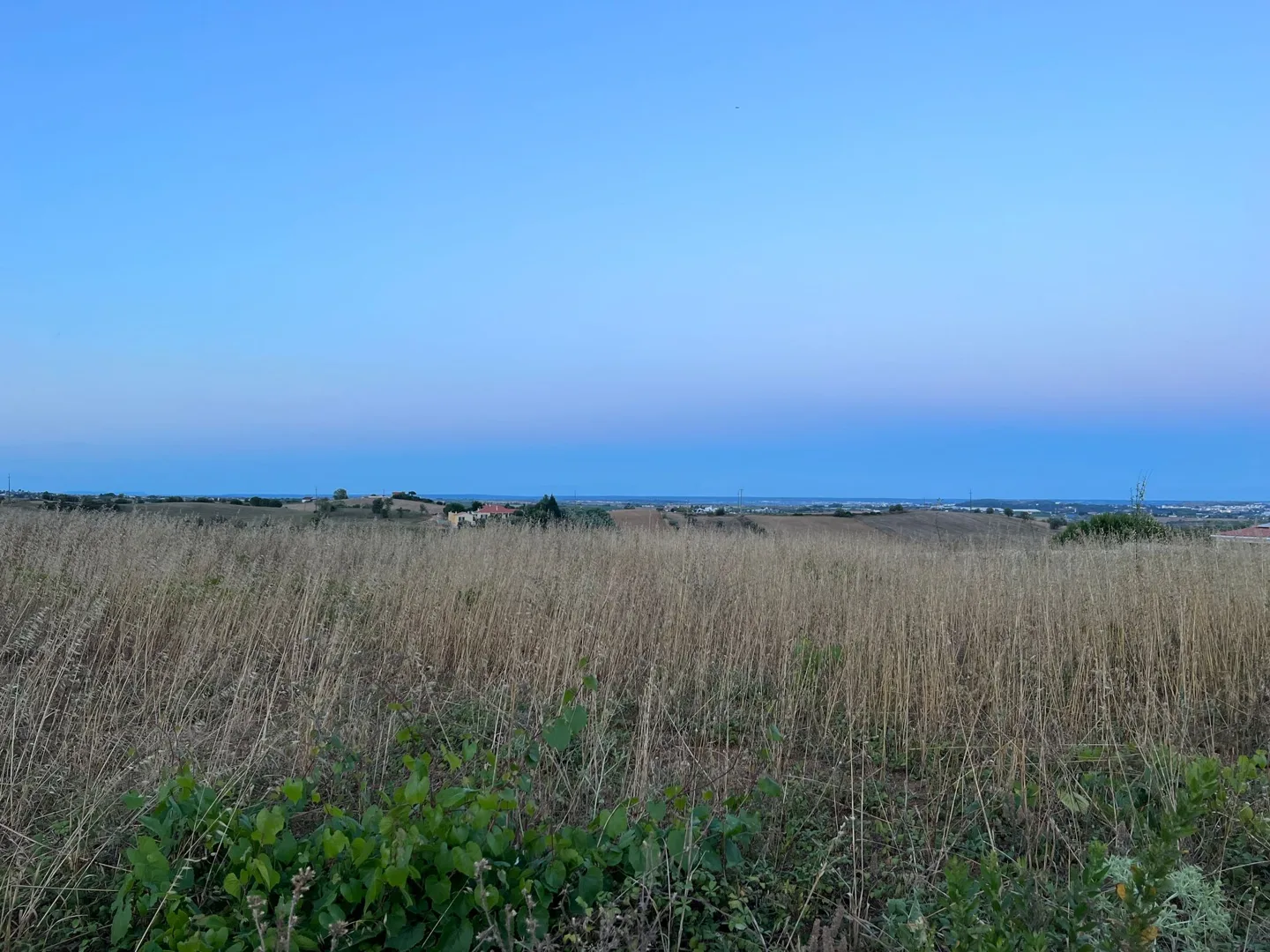 Tall grass beside open farmland