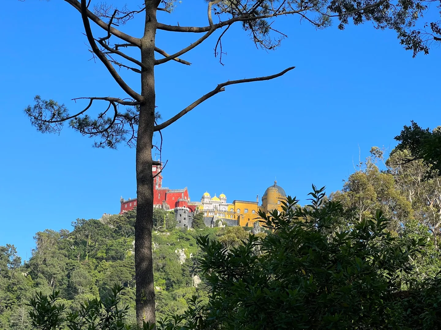 Colorful palace towers above the trees