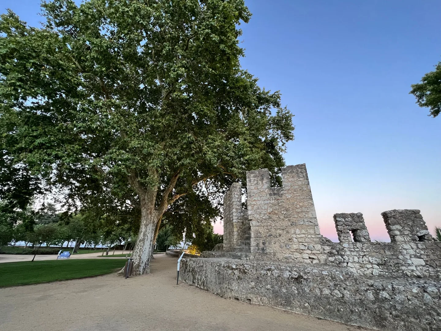 Trees inside a stone-walled garden